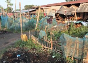 In Mai Nai IDP camp, many residents are able to grow small plots of food to augment their limited rations.