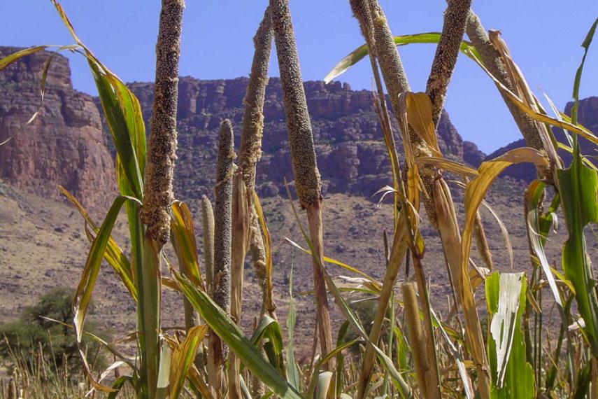 Le millet : une denrée alimentaire traditionnelle cultivée à travers le monde. 