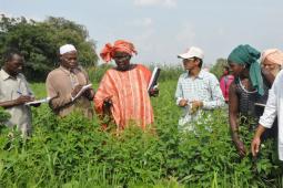 Des agriculteurs ouest africain dans un champ de coton en Inde