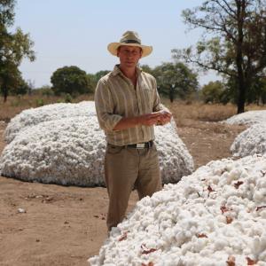 Staff member Eric Chaurette examines a pile of Bt cotton in Burkina Faso