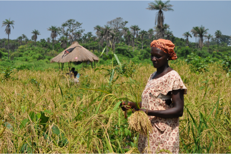 tiniguena-rice-harvest-855x570