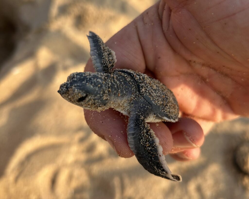 Une tortue de mer tout juste sortie de son œuf, la carapace et les nageoires saupoudrées de sable, est tenue délicatement dans la main d'une personne sur une plage ensoleillée.