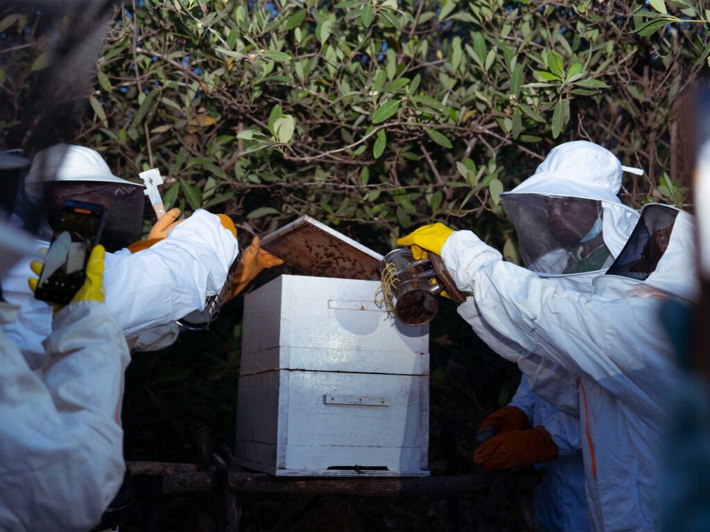 Beekeepers in protective suits inspect a hive outdoors, sharing knowledge and techniques during a hands-on training exchange.