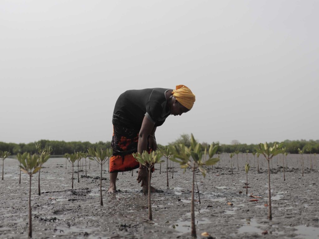 Woman plants young mangrove seedlings in coastal mudflats, supporting ecosystem restoration, shoreline protection, biodiversity conservation and resilience.